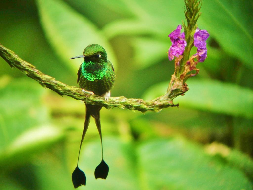 Mindo Garden Lodge And Wildlife Reserve Luaran gambar
