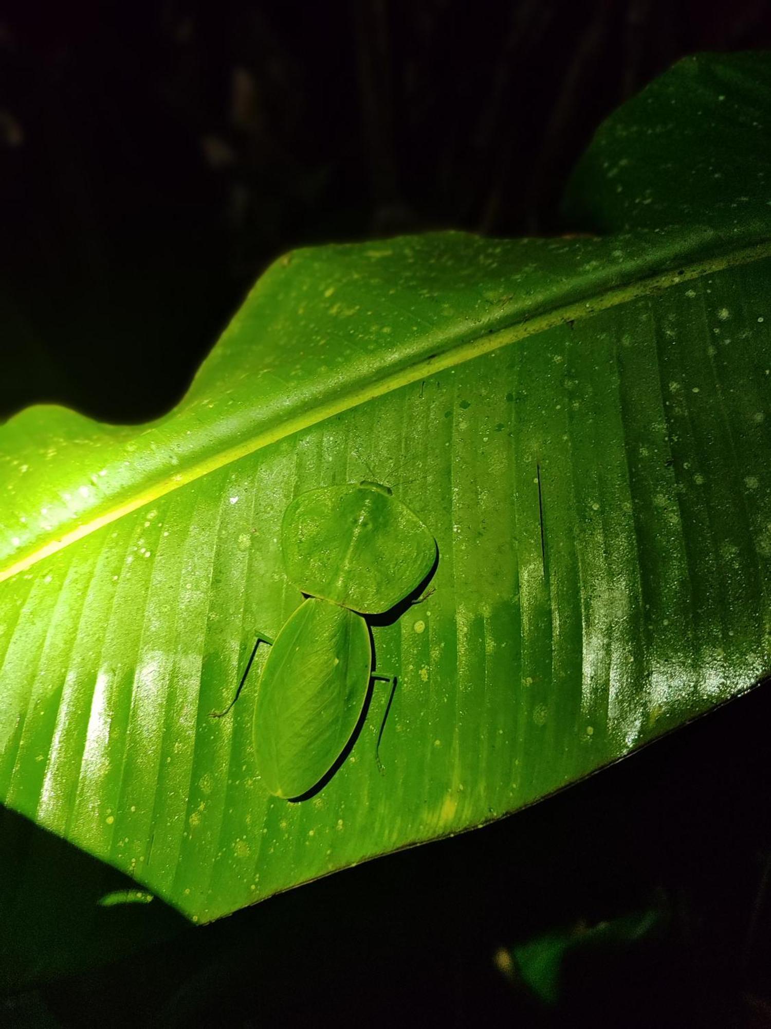Mindo Garden Lodge And Wildlife Reserve Luaran gambar