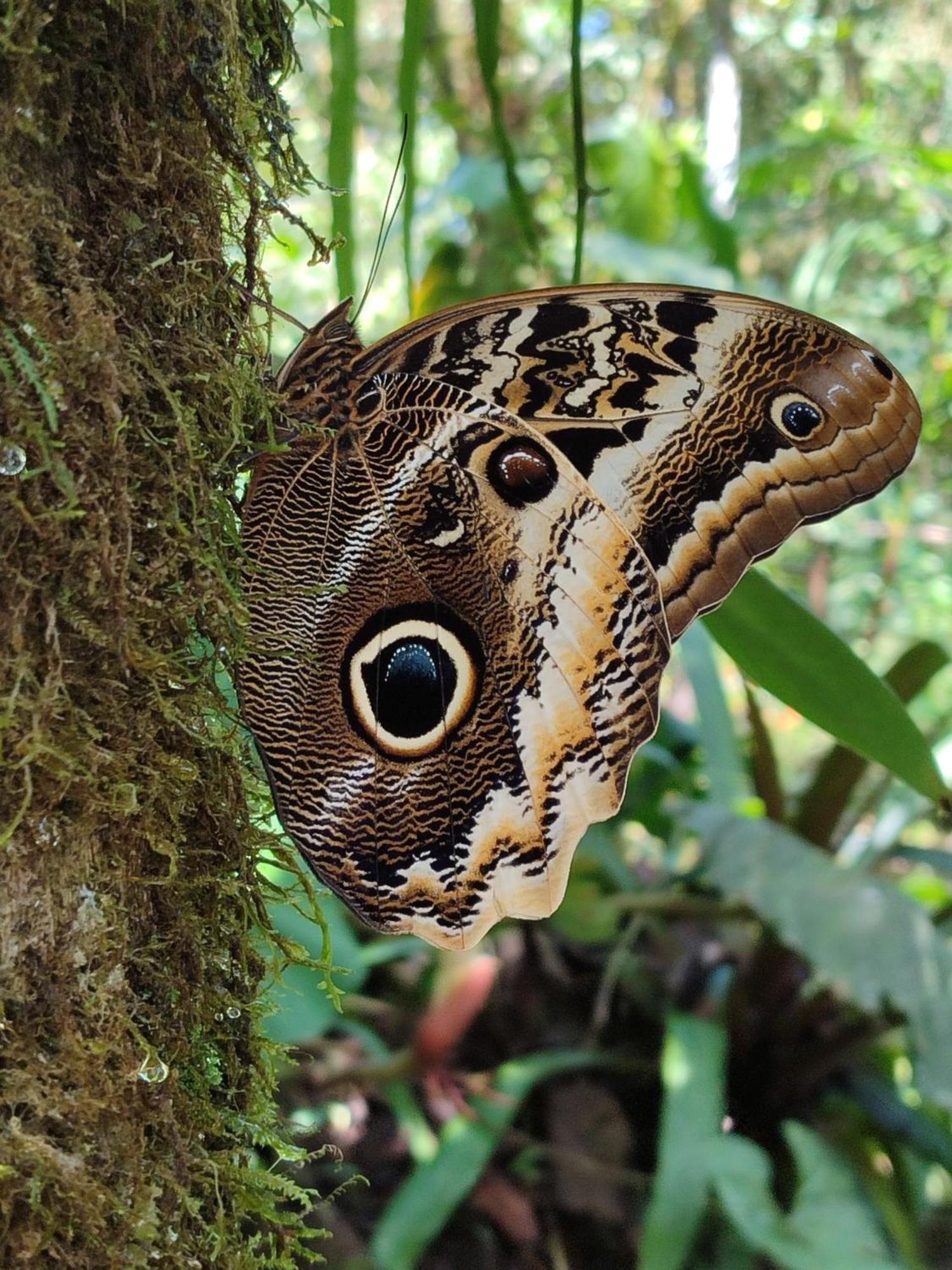 Mindo Garden Lodge And Wildlife Reserve Luaran gambar