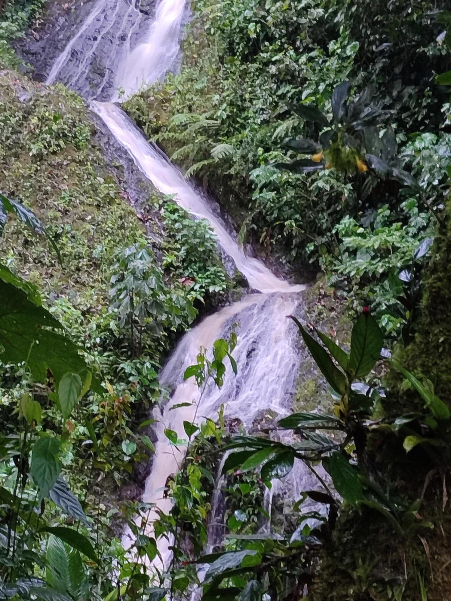 Mindo Garden Lodge And Wildlife Reserve Luaran gambar