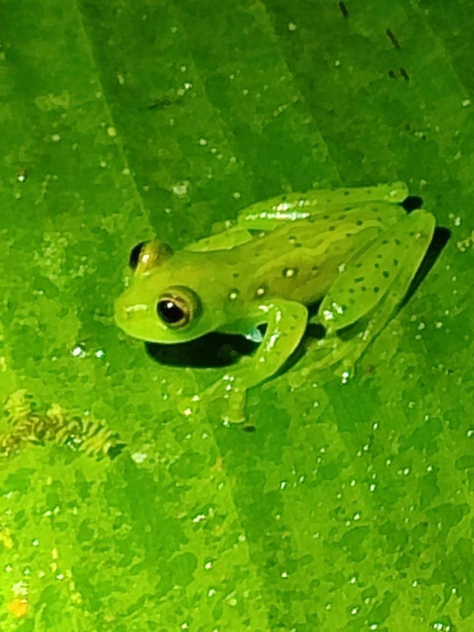 Mindo Garden Lodge And Wildlife Reserve Luaran gambar