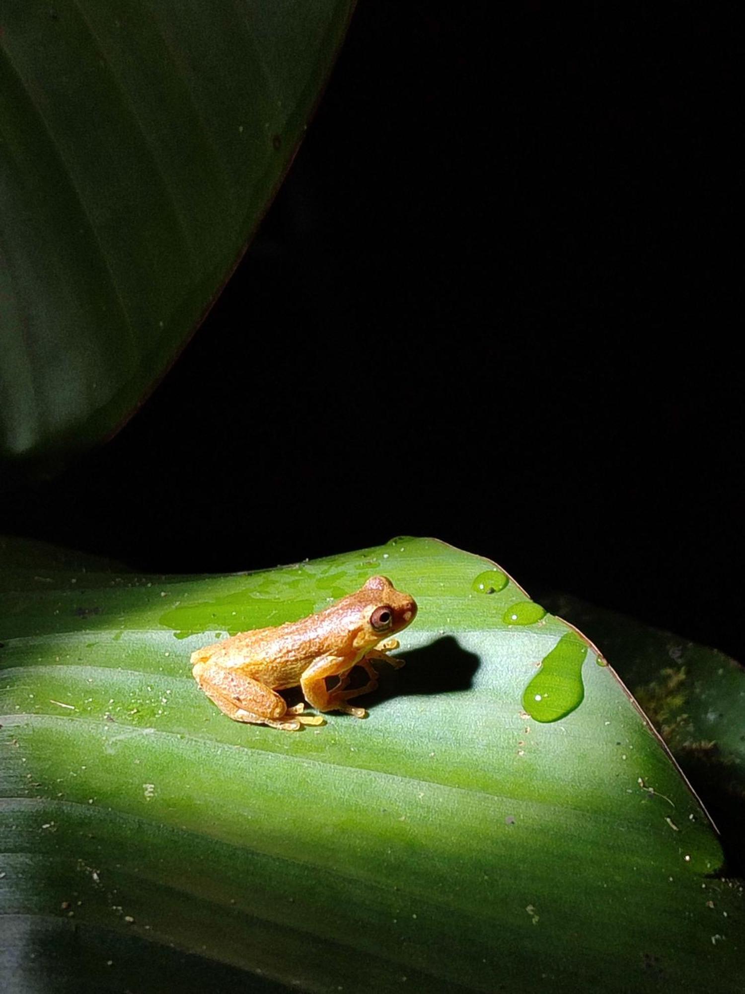 Mindo Garden Lodge And Wildlife Reserve Luaran gambar