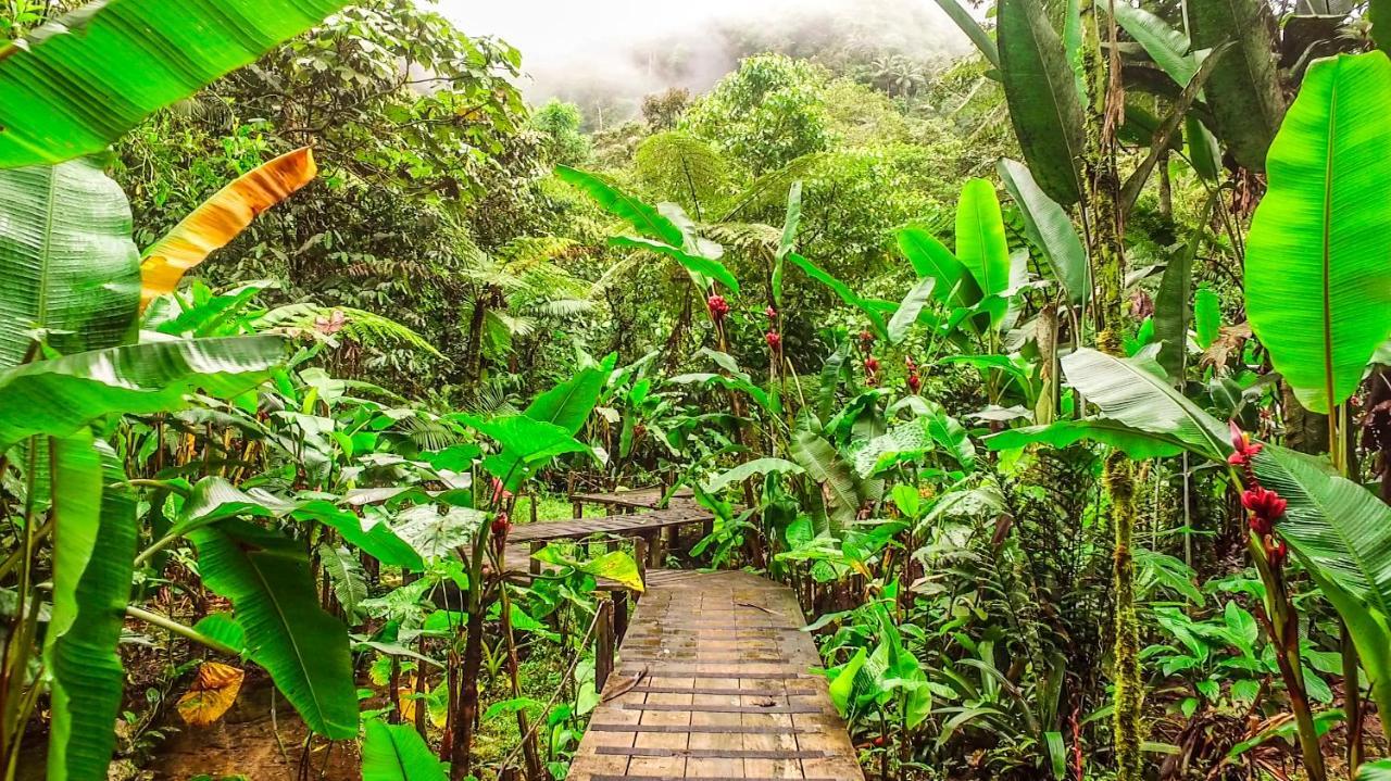 Mindo Garden Lodge And Wildlife Reserve Luaran gambar