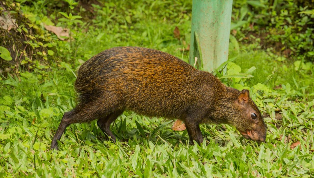 Mindo Garden Lodge And Wildlife Reserve Luaran gambar